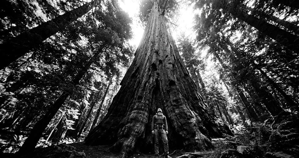 Strategic Research Report: The Yosemite One Day Tour From San Francisco and the Efficacy of Commercial Eco-Tourism Logistics 9 yosemite day tour